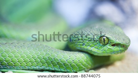 Big eyed pit viper (green viper).
