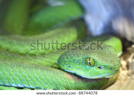 Big eyed pit viper (green viper)