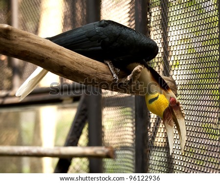 Hornbill bird (Bird of paradise) on branch. Borneo exotic great hornbill bird on branch in Thailand.