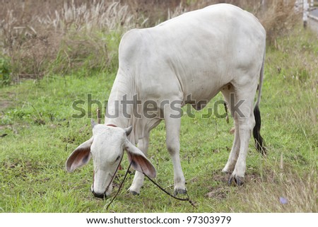 White milch cow with black spots grazing on green grass