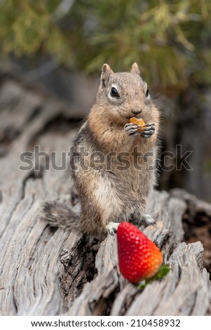 Chipmunk eating peanut near strawberry