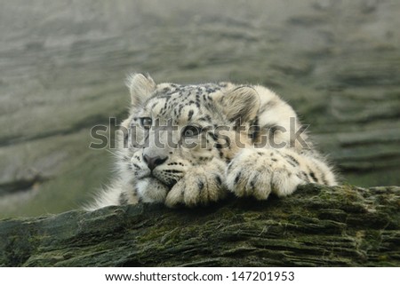 Snow leopard cub resting