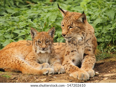 Mum and cub lynx relaxing on a rock