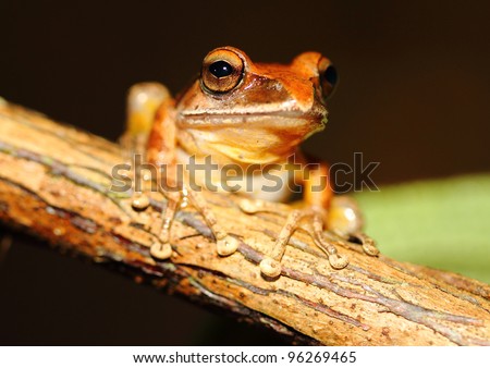 Posing. Madagascan tree frog sitting on a branch, taken at night (wild).