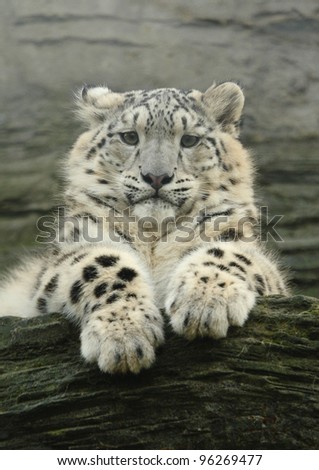 Watching. A snow leopard cub keeping an eye on what\'s happening from up on the rocks (Captive)