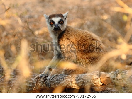 Ring tailed lemur in the spiny forest
