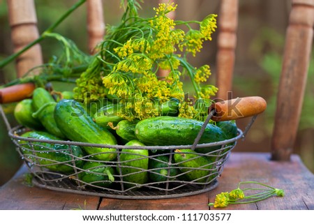 Harvest cucumbers and dill in a basket on wooden background. Also available in vertical format.