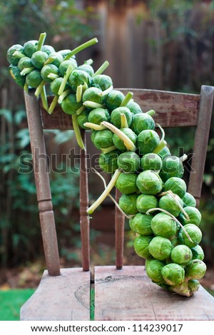 Brussels sprouts on a stalk