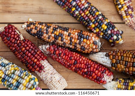 Cheerful and Colorful dried Indian Corn on wooden surface  as decoration for Thanksgiving Table, Halloween, and the Fall Season. Also available in vertical format.