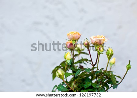Tea Rose Plowers Pot with rustic background. Also available in vertical format.