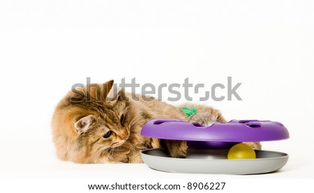 Young cat is trying to get the ball out of his toy