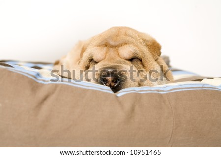 A young sharpei puppy sleeping on it\'s pillow