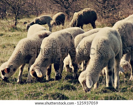 sheep flock, sheeps grazing