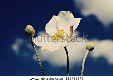 white windflower or wood anemone (Japanese Anemone)