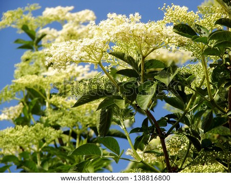 Elder is commonly used in herbal medicine. Good for respiratory problems.