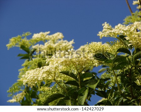 Elder is commonly used in herbal medicine. Good for respiratory problems.