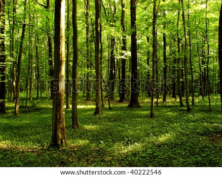 Beautiful wild forest with clean air in it. Ideal for meditation and relaxation.