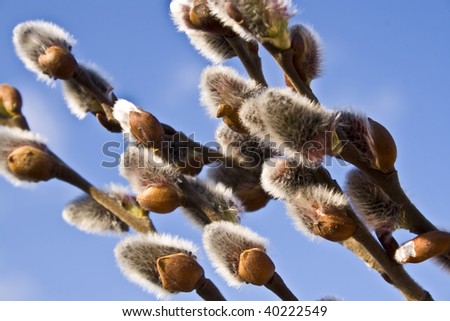 stock photo beautiful pussy willows Save to a lightbox Please Login