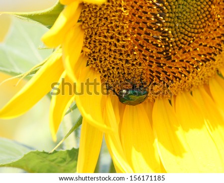 big green beetle(Cetonia aurata) on a sunflower, Russia