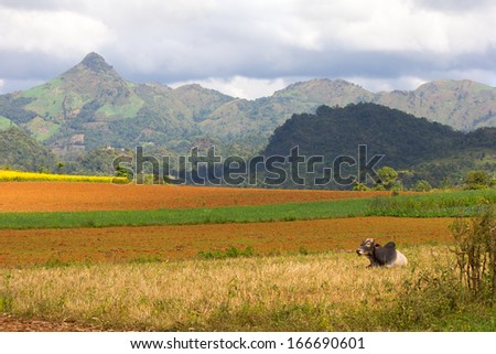 zebu cow and plowed fields, hills and mountains in the background, Myanmar(Burma)