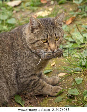 cat holding a dead mouse in mouth, hunting