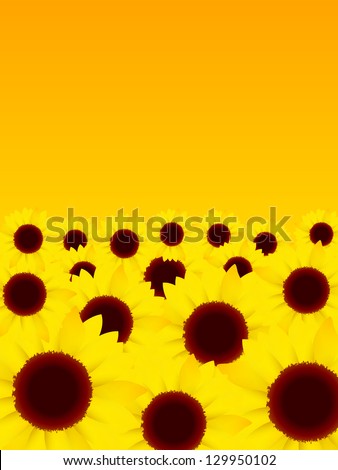 Sunflower flower summer background