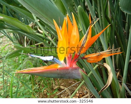 Bird of Paradise Flower in Hawaii
