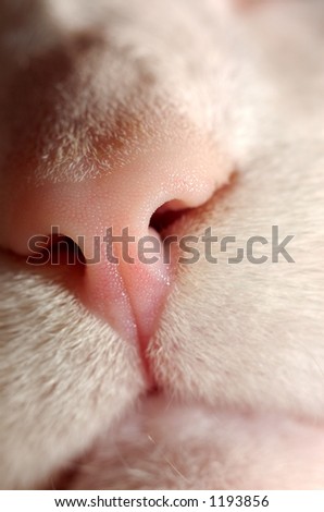 Close-up shot of a nose of a white cat showing the micro-texture of the skin
