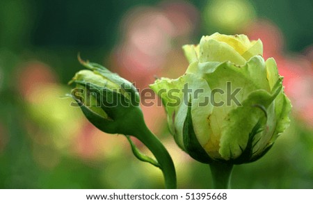 Yellow rose on a green and pink natural background.