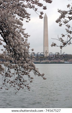 Cherry Blossom Festival in Washington DC.