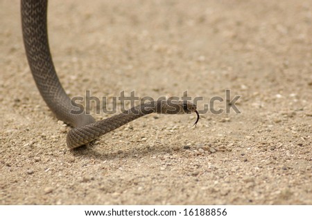 Brown snake rising up off sand with tongue out.