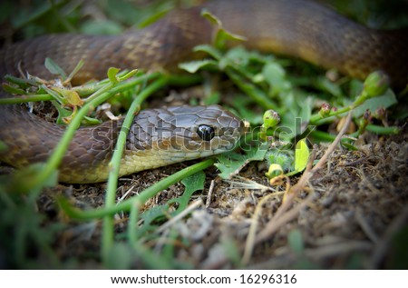 Brown snake sitting in grass
