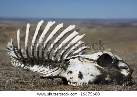 Sheep skull sitting in scrub with blue sky and horizon in background