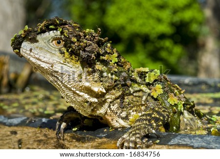Water Dragon sitting in canoe full of water with moss on head and claws over edge