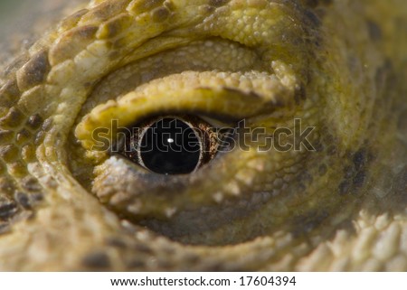 bearded dragon scales