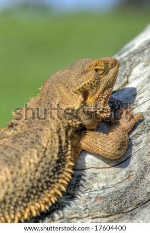 Lazy bearded dragon sitting on log with blurred field in background