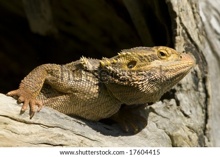 Bearded dragon sitting on wooden log looking out