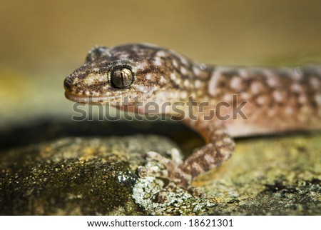 Gecko sitting on rock about to open mouth