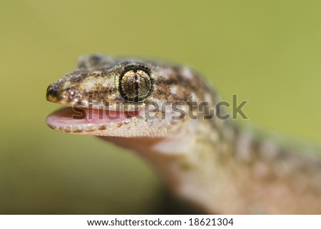 Gecko isolated by green background, with mouth slightly open