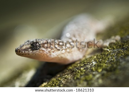 Sun Gecko