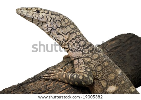 Goanna Clipart