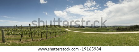 Panoramic image of a vineyard in green rolling hills with road leading into distance
