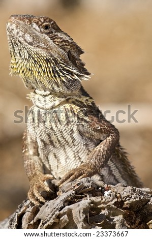 Bearded Dragon in natural environment on log