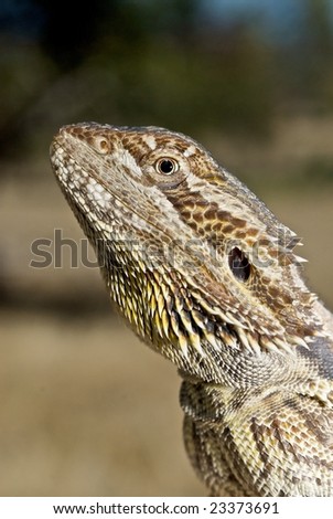 Bearded Dragon with blurred Green background