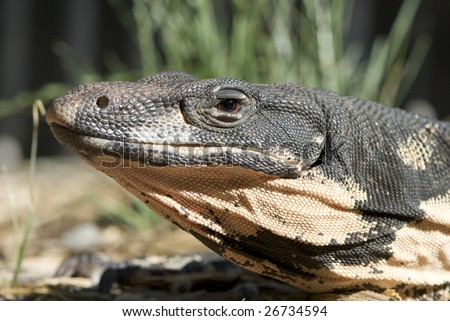 Lace Monitor in outdoor environment