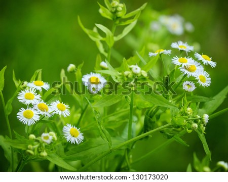 Beautiful little Spring Daisy in the meadow