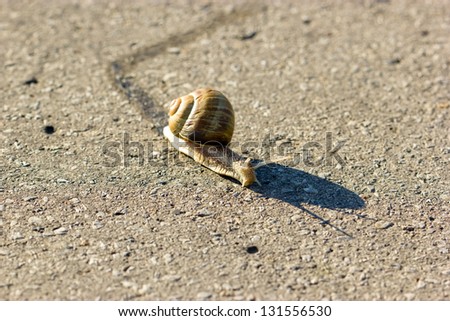Left or right - slowly but surely (snail)