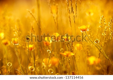 Rays Of The Setting Sun On Yellow Flowers- Meadow Flowers