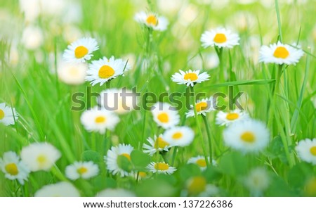 Beautiful little daisy in spring