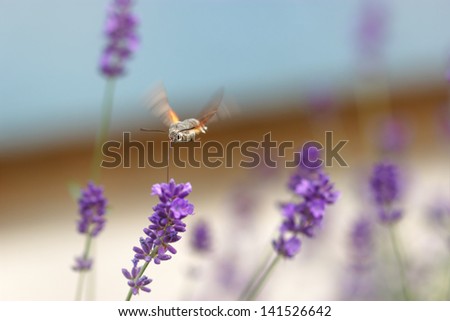 Butterfly that flies like a bird hummingbird (sucking nectar from a flower)
